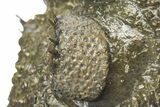 Enrolled Spiny Drotops Armatus Trilobite - Multi-Toned Shell #241161-6